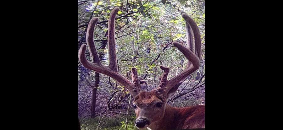 Giant Bass and Monster Whitetail Deer
